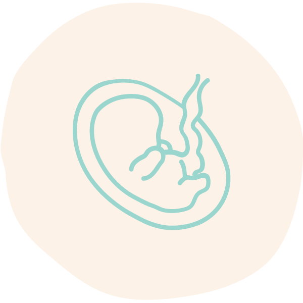 croissance foetus